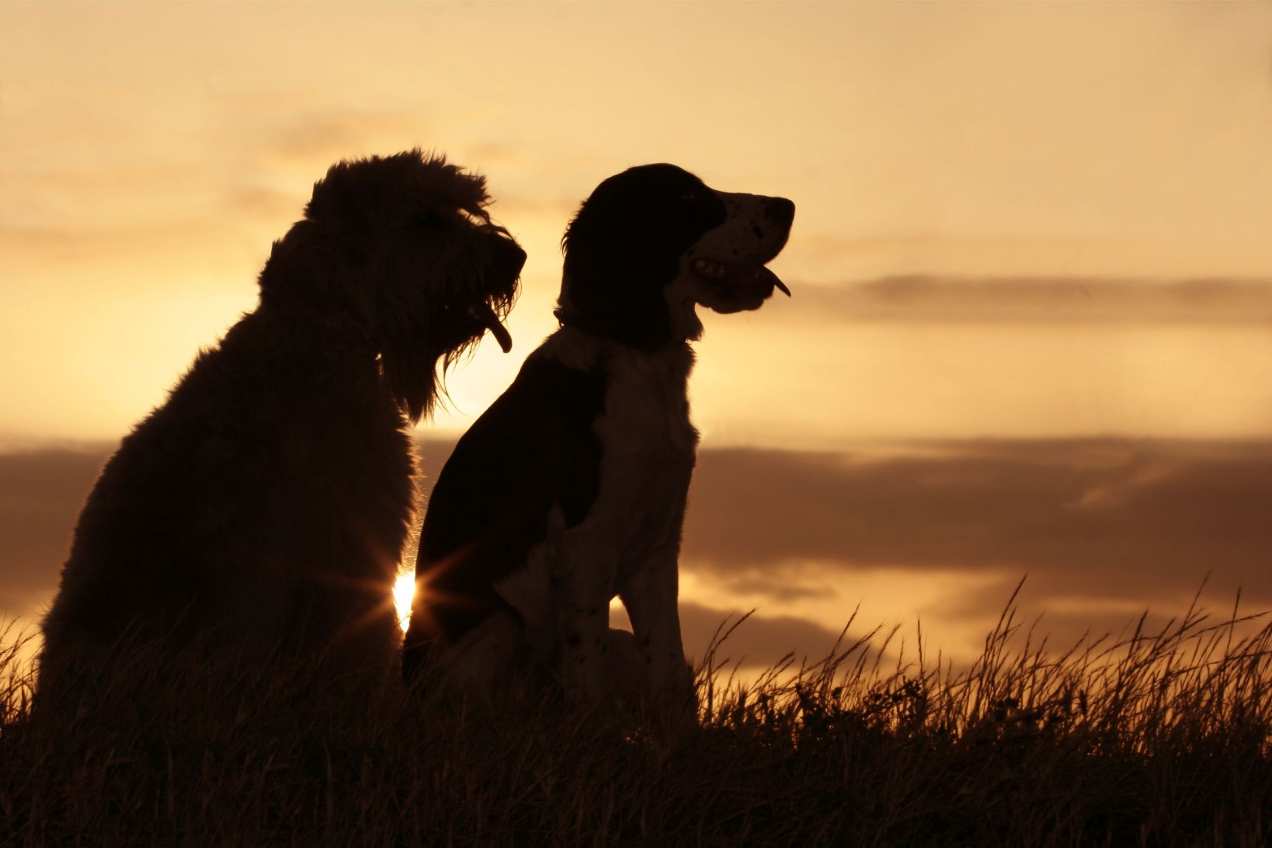 Want the Best Veterinarians in Mesa, AZ? Consider an Animal Hospital