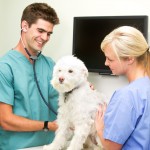 Your Veterinary Clinic And Massage Benefits For Your Elderly Pet