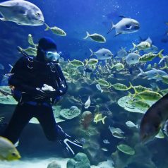 A Few Tips for Staying Safe While Enjoying the Best Scuba Diving in Maui