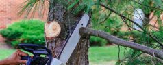 Professional Tree Trimming Services in the Bonita Springs, Florida Area