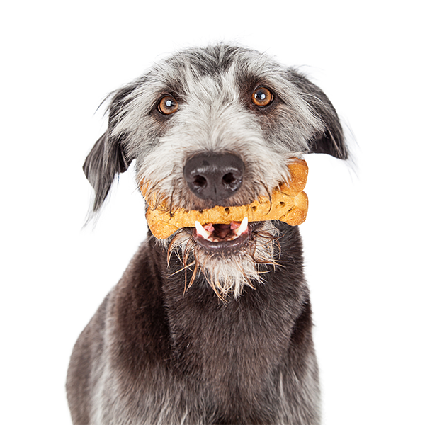 Use a Top Company Offering CBD Pet Tinctures in Philadelphia