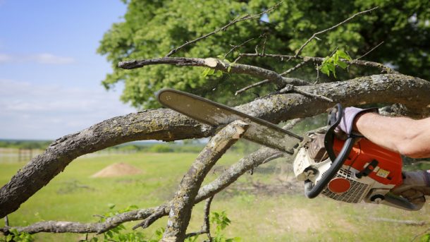 What to Know about a Tree Surgeon in Newnan, GA