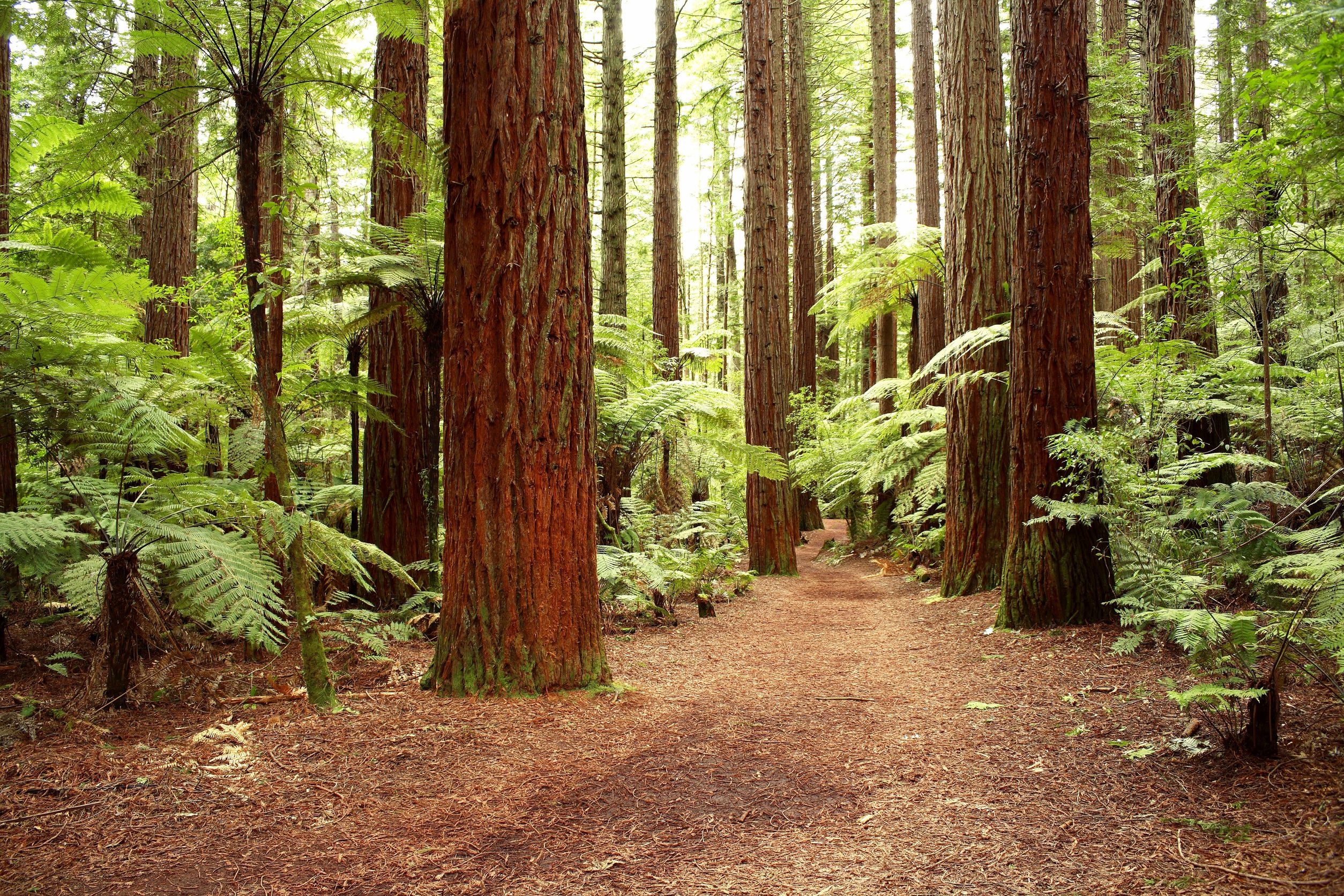 Check Out Trees for Sale in Wimberley That Will Look Great in Your Yard