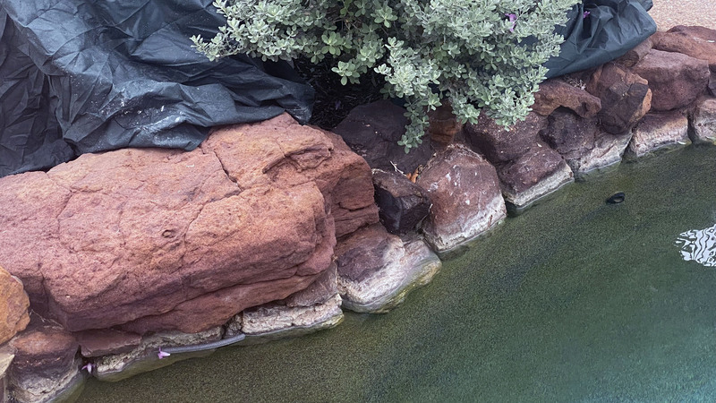 A Reliable and Safe Calcium Cleaner for Your Pool in Richardson, TX