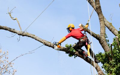 The Benefits of Choosing Tree Removal Yorktown, VA for Reliable Storm Damage Solutions