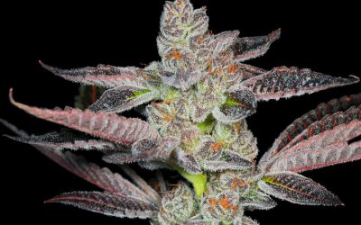 Find Great Cannabis in a Wide Variety of Formats in Denver, Colorado