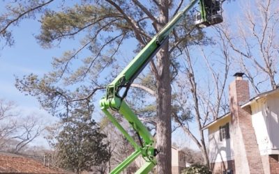 Tree Trimming And Pruning Senoia,, GA: Essential Tips for Healthy and Beautiful Yards