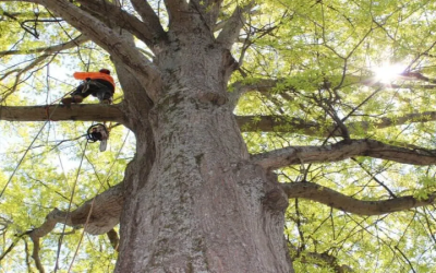 Expert Tree Cutting Service Atlanta GA: Making Your Yard Safe and Clean