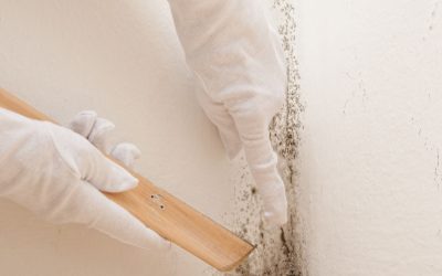 What Homeowners Should Know About Residential Mold Removal in Omaha, NE Solutions
