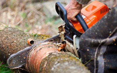 Removing hazardous trees is safer with a trusted tree removal service Woodbury MN locals recommend