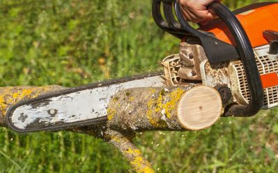 How a Tree Removal Service in Sykesville Can Protect Your Property and Landscape Investment