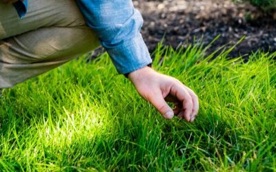 Achieve a Lush Yard with expert lawn care maintenance services Haymarket VA, homeowners trust