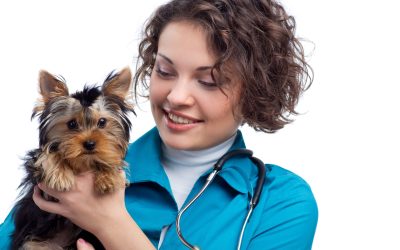 Experience compassionate veterinary care at Animal Wellness Center Charlottesville for healthy pets.