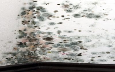 The Benefits of Professional Mold Removal in Troy, MI for Lasting Peace of Mind