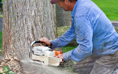 Understanding the Benefits of Tree Removal in Kalamazoo, MI for Homeowners