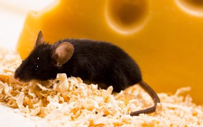 Steps a Rodent Exterminator Morris County NJ Takes to Prevent Recurring Infestations