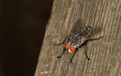How to Control Spotted Lanternfly Passaic County NJ Problems Before They Spread