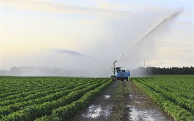 Protect Your Yard With Help From a Weed Control Company Tempe AZ Residents Trust