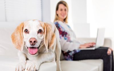 The Ultimate Guide to Finding Pet Friendly Apartments For Rent in Raleigh NC